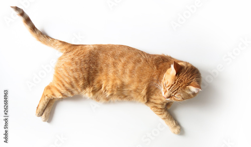 Ginger cat lying on a white table. Cute cat with green eyes. At the veterinarian. Top view
