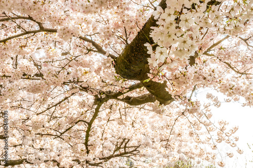 White Cherry blossoms in Frankfurt, Hesse, Germany, Europe photo