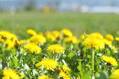 Dandelion in a meadow