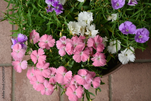 ピンク、白、紫、緑