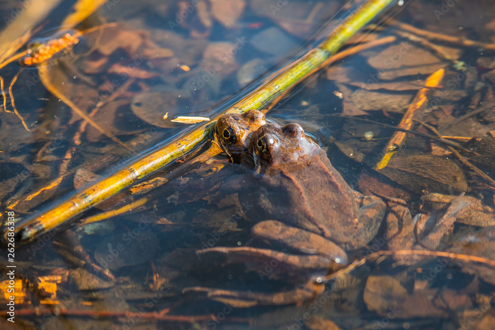 in spring, for green frogs mating