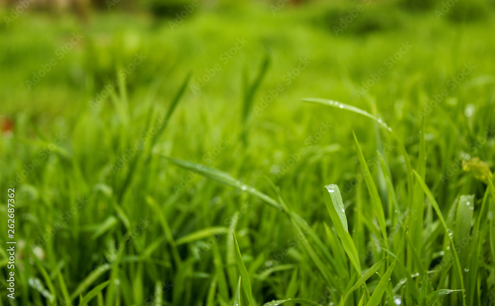 Rain drop on blade of grass