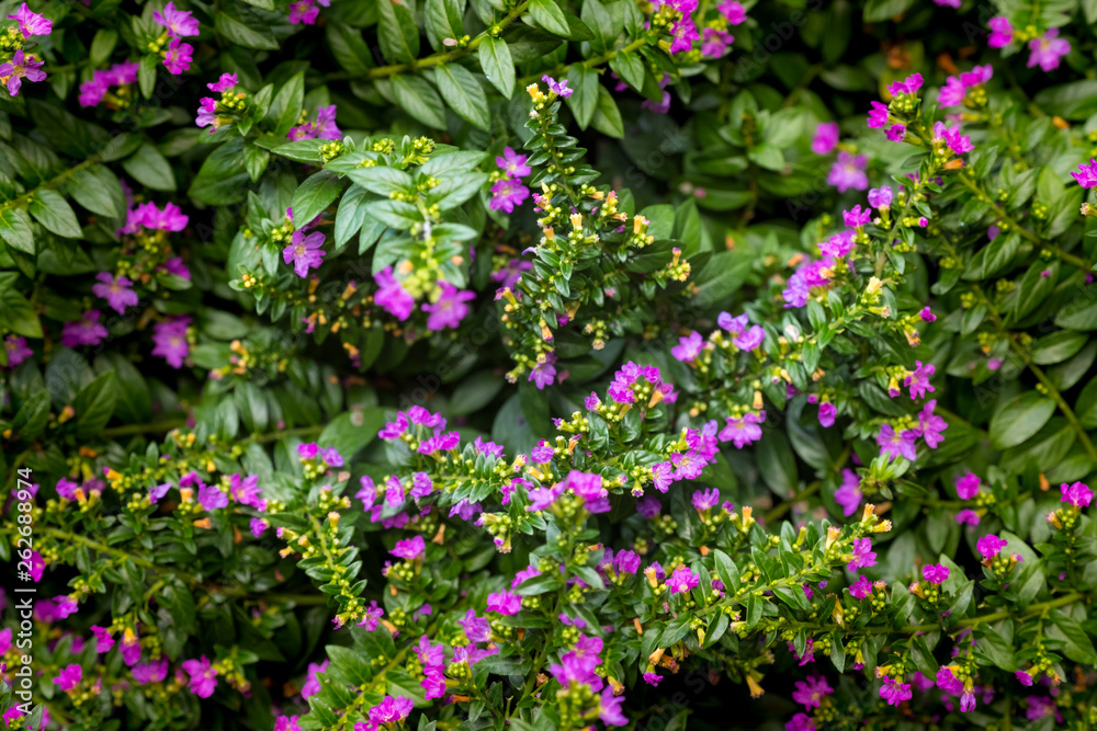 purple flower background