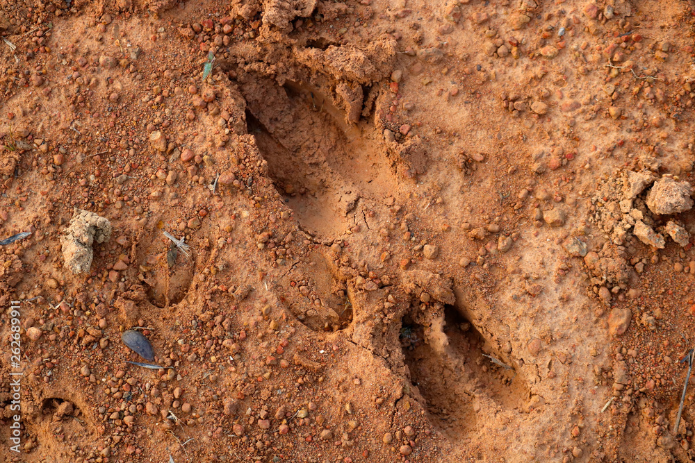Obraz premium wild footprints
