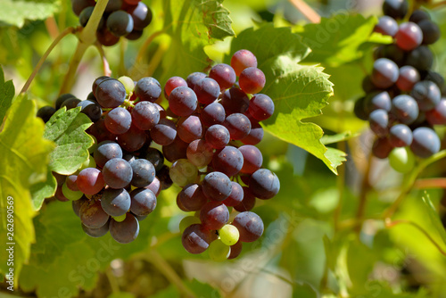 close on black grapes growing in foliage in summer
