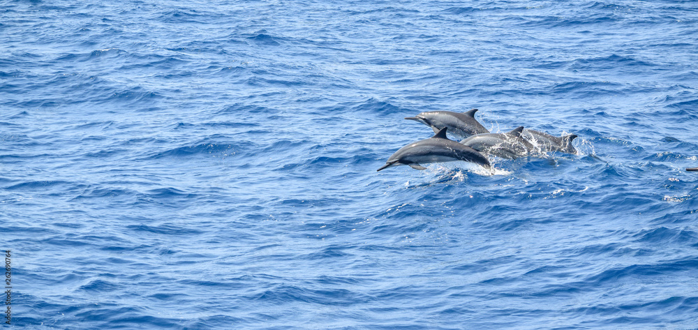 Obraz premium oceanic dolphins