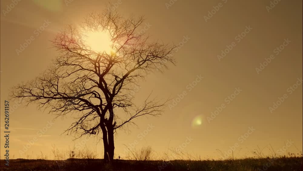 Lonely standing tree at sunset. Dry tree swaying in the wind in the sun Lonely standing tree at sunset. Dry tree swaying in the wind in the sun