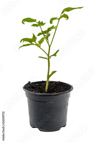 Young tomato plant in a flowerpot isolated