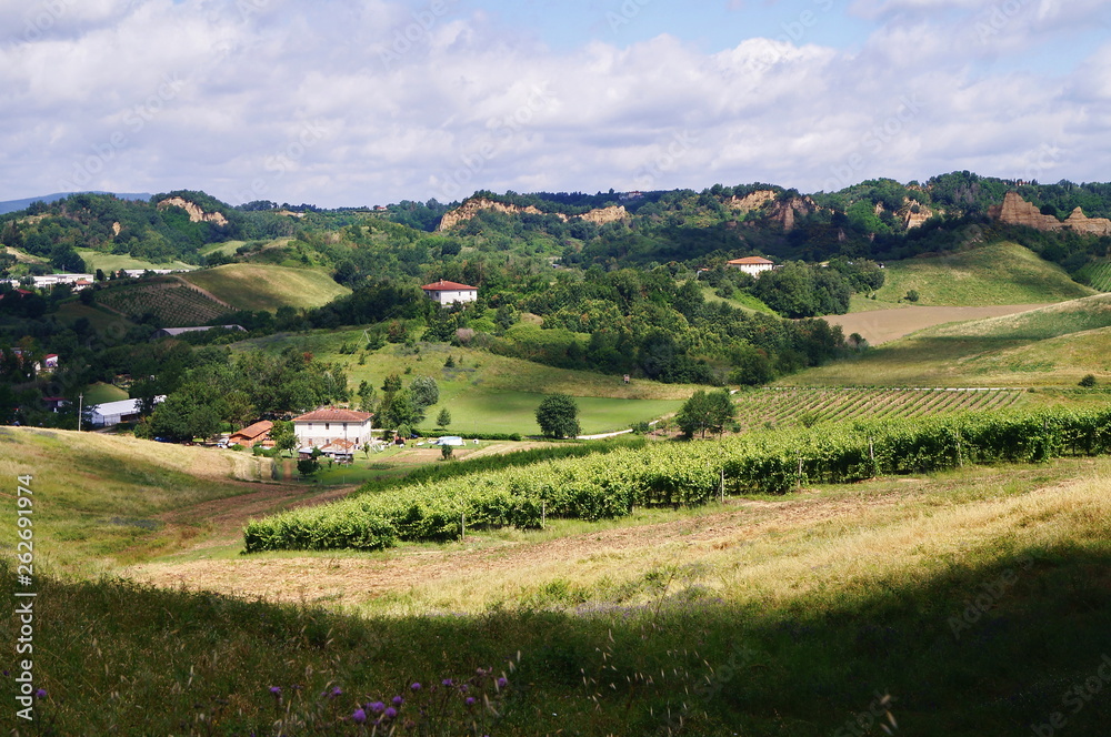 Vineyard in the Valdarno, Tuscany, Italy