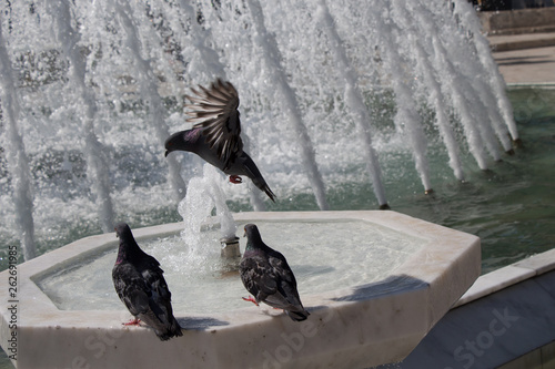 City pigeons by the side of  fountain photo