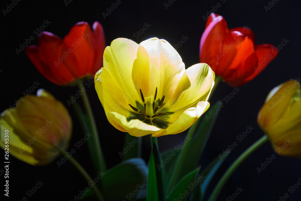 Beautiful tulip flowers. Tulip blossom in spring.