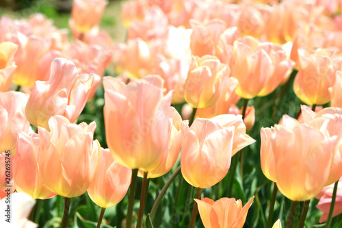 pink tulips in the garden