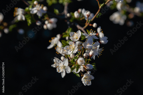 Beautiful flowers cherry plum. Flowering plum in spring.