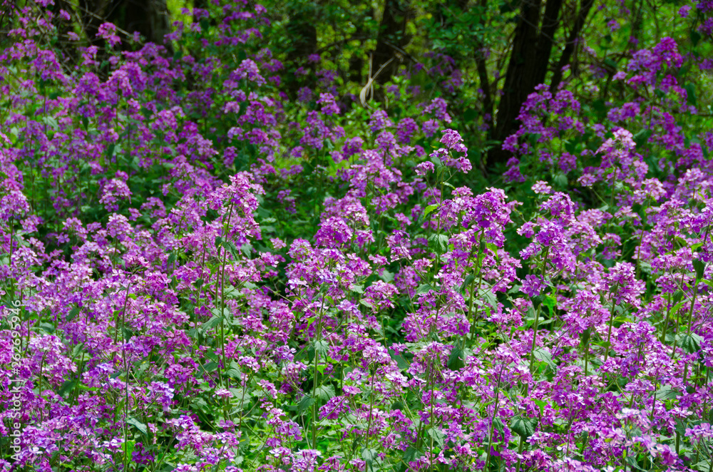 Blumen im Wald von Montpezat sur Bauzon in der Ardeche