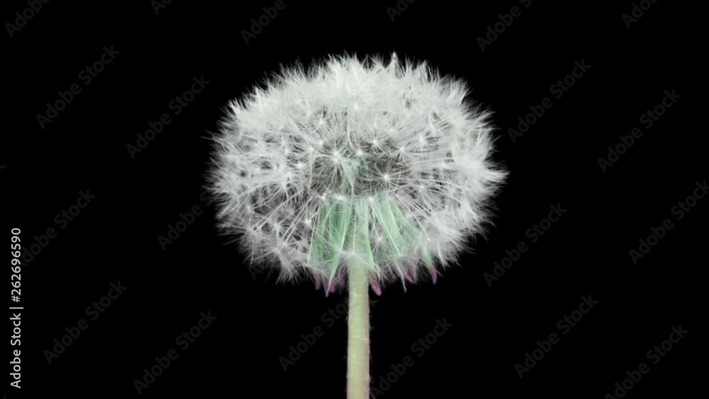 Opening dandelion. Time lapse with alpha channel (codec: png+alpha with black background) Opening dandelion. Time lapse with alpha channel (codec: png+alpha with black background)
