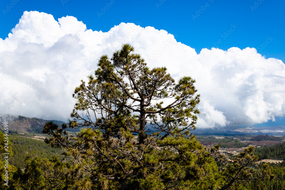 The Canary island pine (Pinus canariensis) growing on the mountain with the blue sky background - Tenerife, Canary islands, Spain - Image