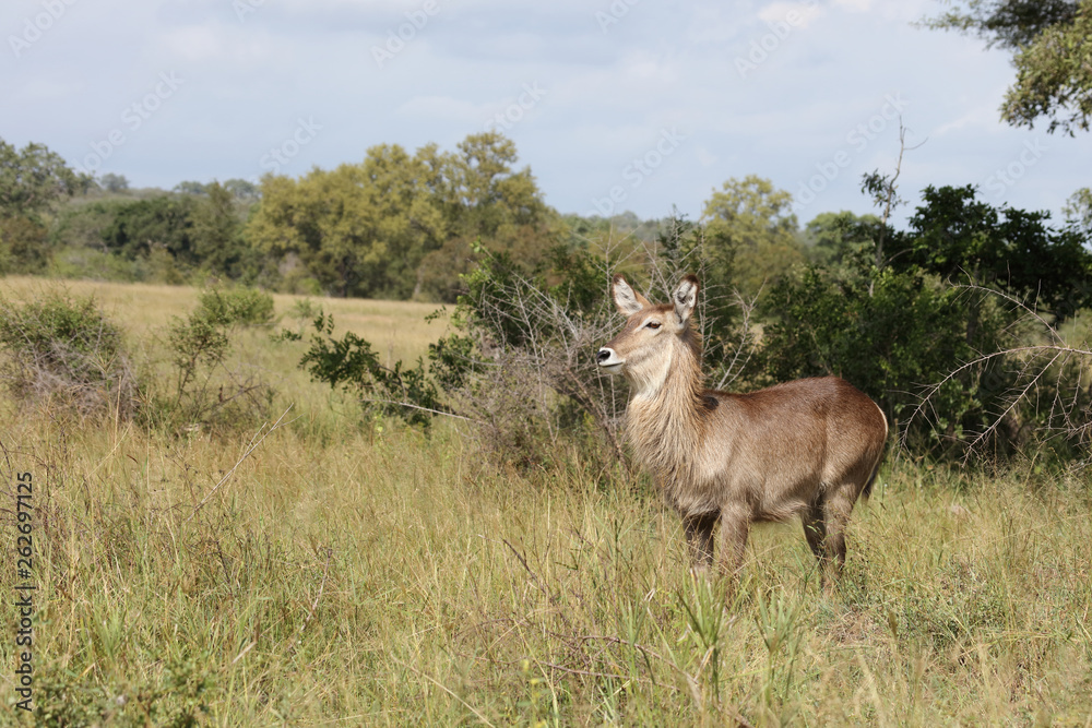 Wasserbock / Waterbuck / Kobus ellipsiprymnus