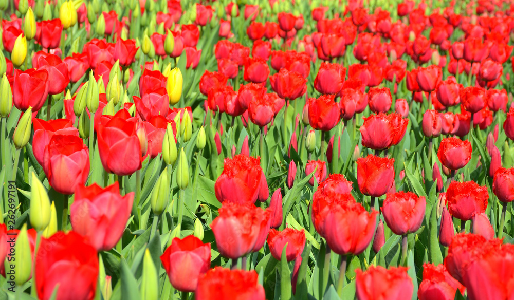 Keukenhof, The Garden of Europe in Spring Keukenhof, The Garden of Europe in Spring