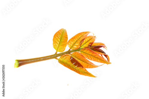 Toona sinensis photo