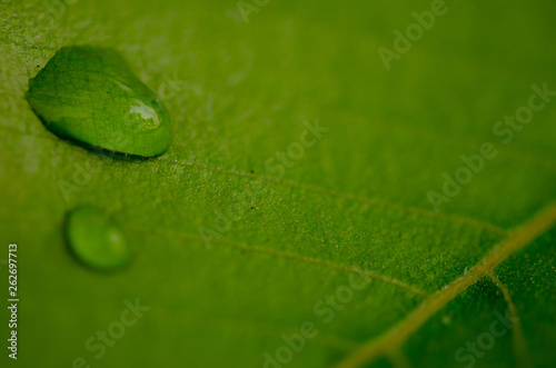 Water drop on green leaf in morning,select focus