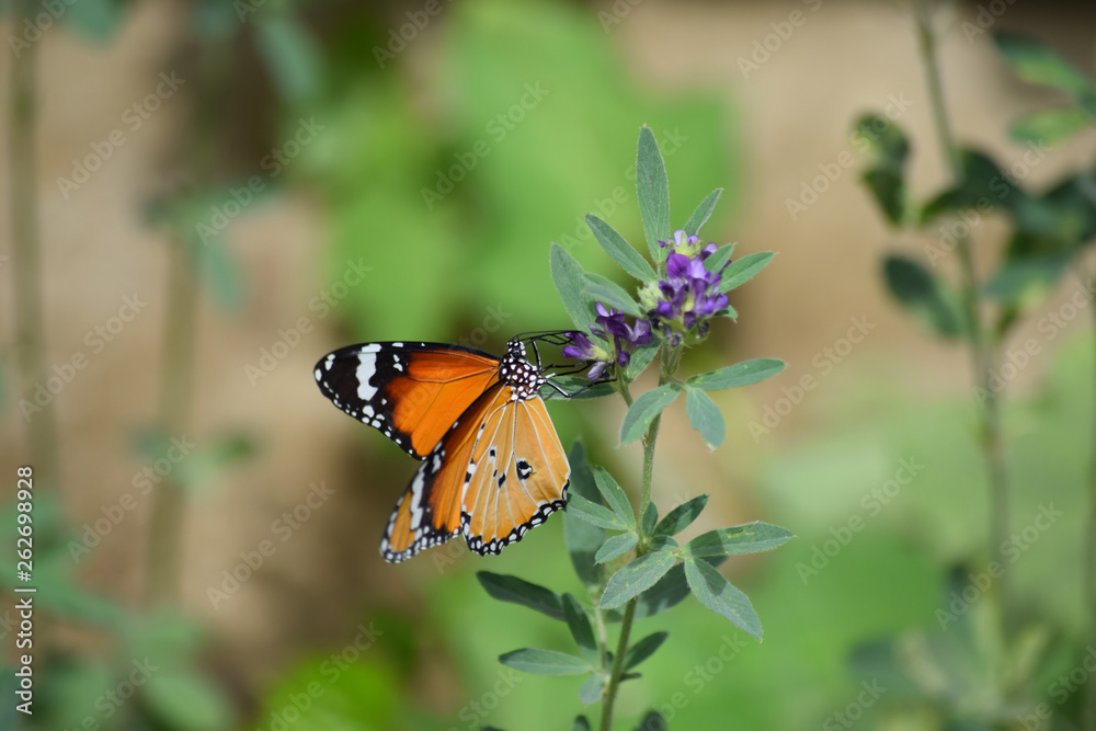Obraz premium orange Butterfly on flowers in garden wild life animal, natural background flora plant wallpaper
