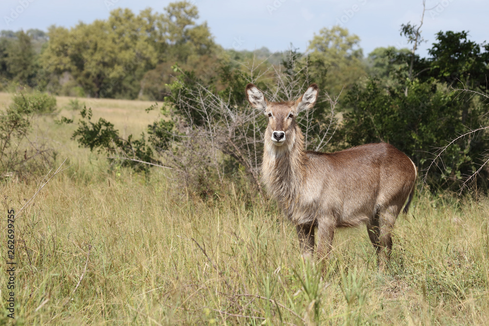 Wasserbock / Waterbuck / Kobus ellipsiprymnus Wasserbock / Waterbuck / Kobus ellipsiprymnus