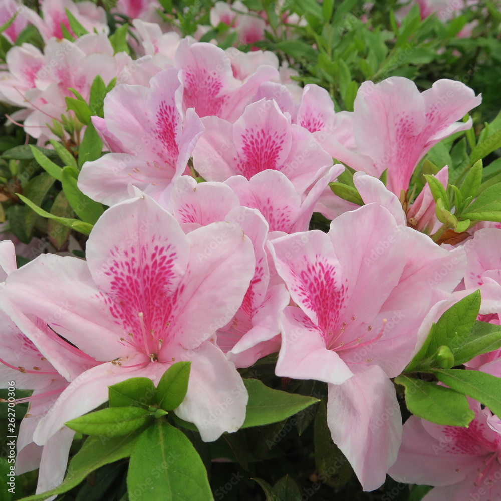 many pink asian, exotic flowers of an azalea shrub many pink asian, exotic flowers of an azalea shrub