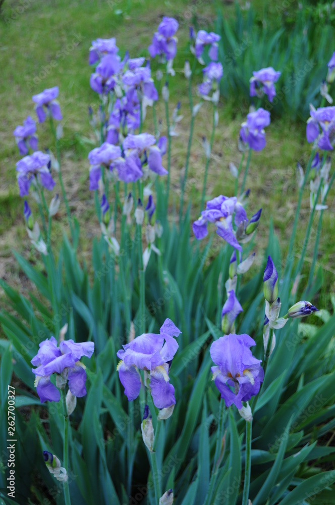 Violet blue garden irises growing on flowerbed. Green spring blooming bushes of Fleur-de-lis flowers with lush blue petals. Spring background. Gardening of spring flowers. Beauty of nature Violet blue garden irises growing on flowerbed. Green spring blooming bushes of Fleur-de-lis flowers with lush blue petals. Spring background. Gardening of spring flowers. Beauty of nature