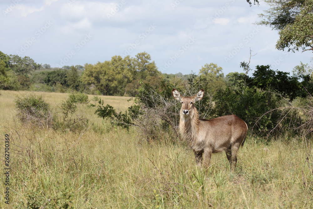 Wasserbock / Waterbuck / Kobus ellipsiprymnus Wasserbock / Waterbuck / Kobus ellipsiprymnus