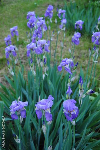 Violet blue garden irises growing on flowerbed. Green spring blooming bushes of Fleur-de-lis flowers with lush blue petals. Spring background. Gardening of spring flowers. Beauty of nature 