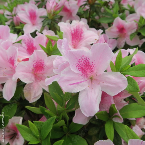 many pink asian, exotic flowers of an azalea shrub