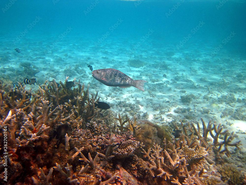 Snorkeling on Maldives Snorkeling on Maldives