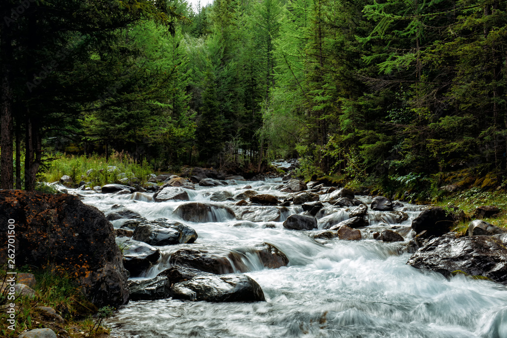 Obraz premium Rocky mountain river among the pine trees. Beautiful fast-flowing river in the coniferous forest. The wild nature of Altai.