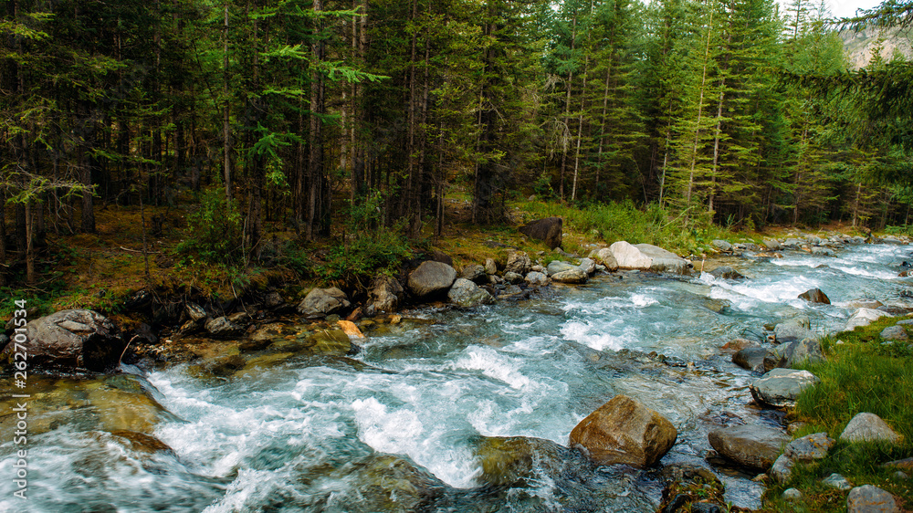 Rocky mountain river among the pine trees. Beautiful fast-flowing river in the coniferous forest. The wild nature of Altai. Rocky mountain river among the pine trees. Beautiful fast-flowing river in the coniferous forest. The wild nature of Altai.