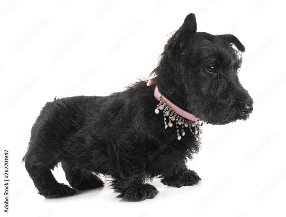 puppy scottish terrier