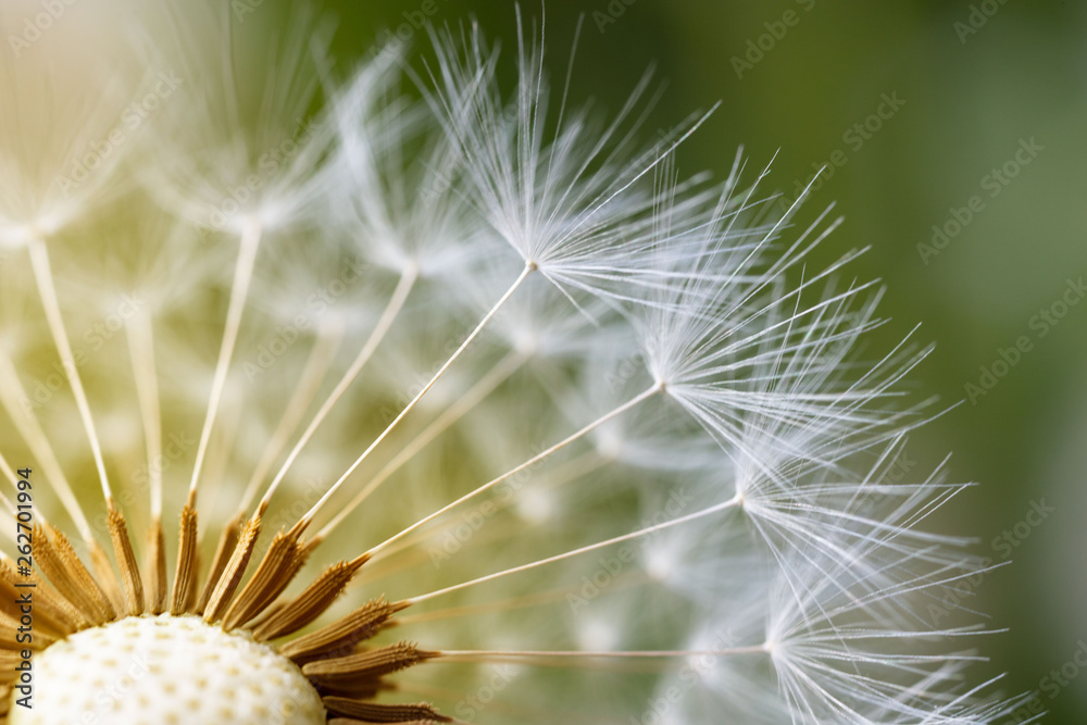 Close up of the seeds of dandelion 