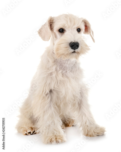 puppy white miniature schnauzer