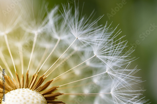 Fototapeta Naklejka Na Ścianę i Meble -  Close up of the seeds of dandelion 