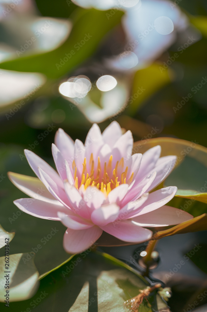 beautiful lotus flower on the water in garden.