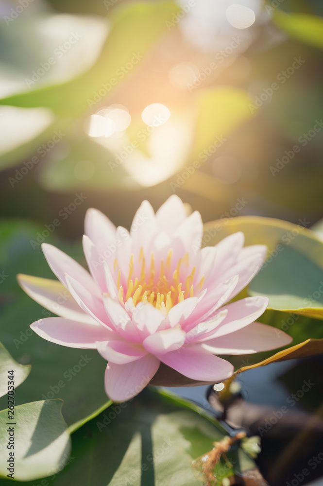 beautiful lotus flower on the water in garden. beautiful lotus flower on the water in garden.