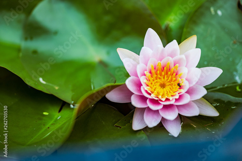 beautiful lotus flower on the water in garden.