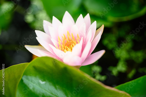 beautiful lotus flower on the water in garden.