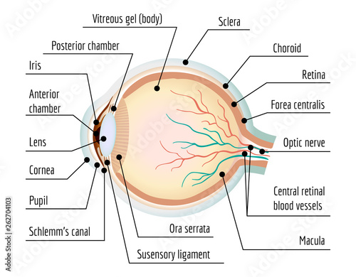 Human eye section infographic. Cartoon of human eye section vector infographic for web design