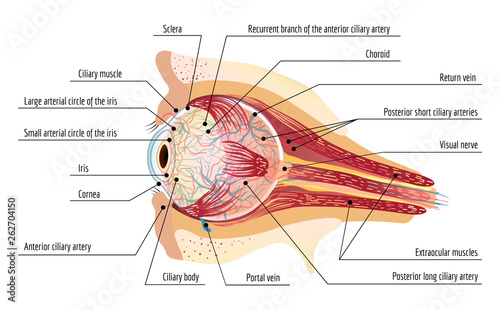 Human eye ball infographic. Cartoon of human eye ball vector infographic for web design