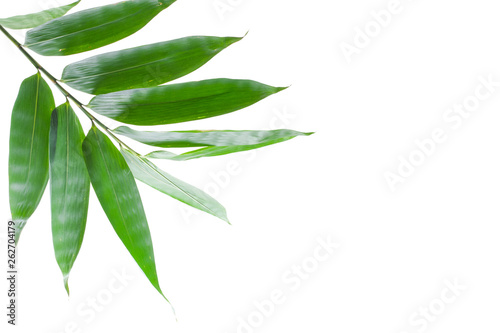 Bamboo leaves white background
