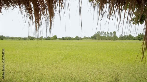 Country house with nature view, House with Rice field. photo