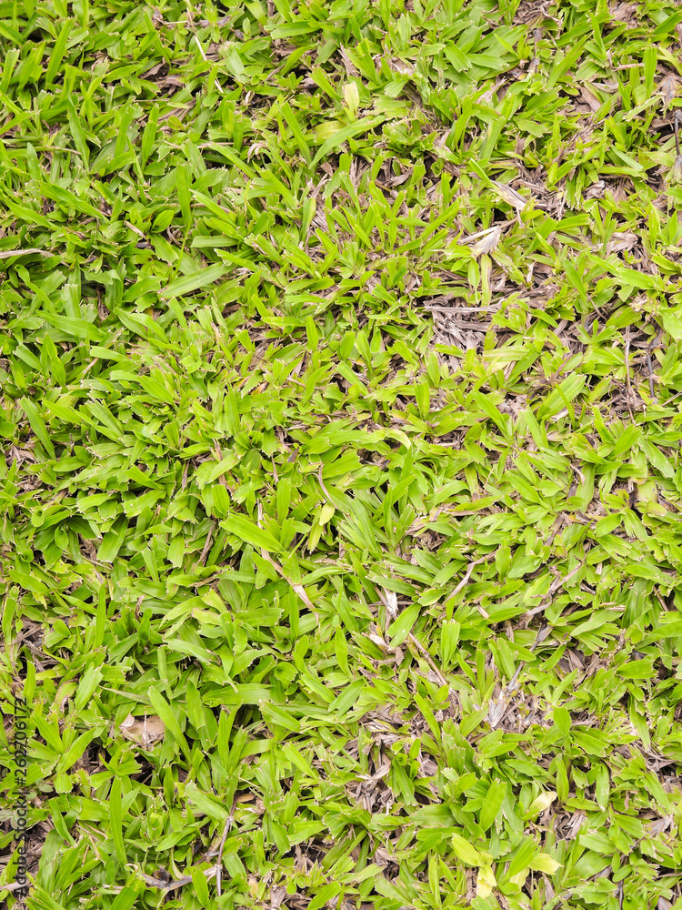 Stone floor grass small grass. Stone floor grass small grass.