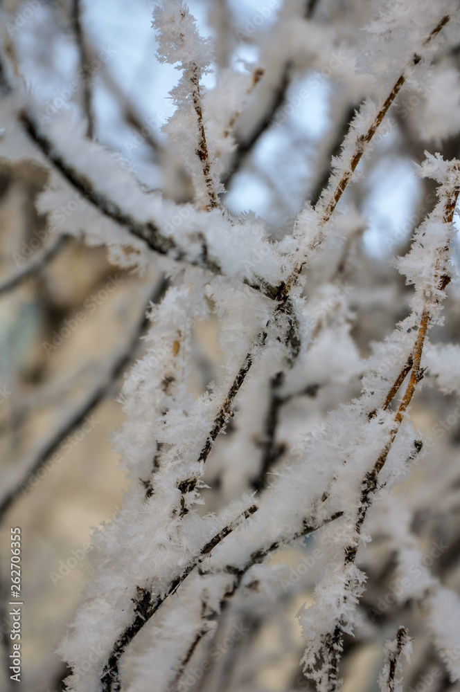 Frost on a tree