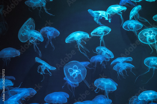 Obraz na płótnie Jellyfish with neon glow light effect in Singapore aquarium