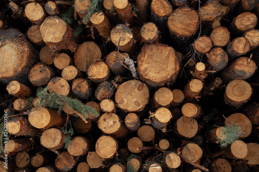 Deforestation, logs piled in a pile. Deforestation, logs piled in a pile.